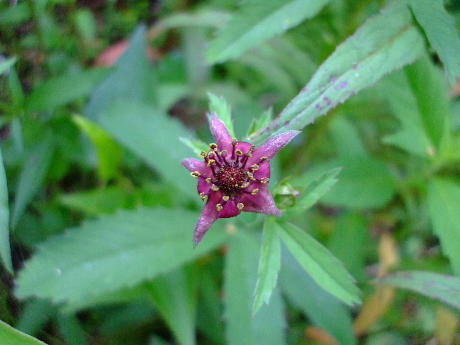 Potentilla palustris